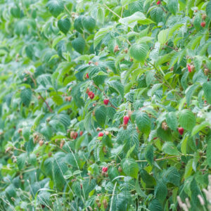 Reserva para visitar la plantación